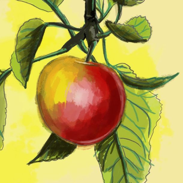 Projet étiquettes illustrées pour un produit normand