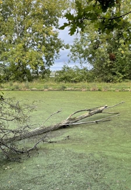 marais avec arbre mort dedans